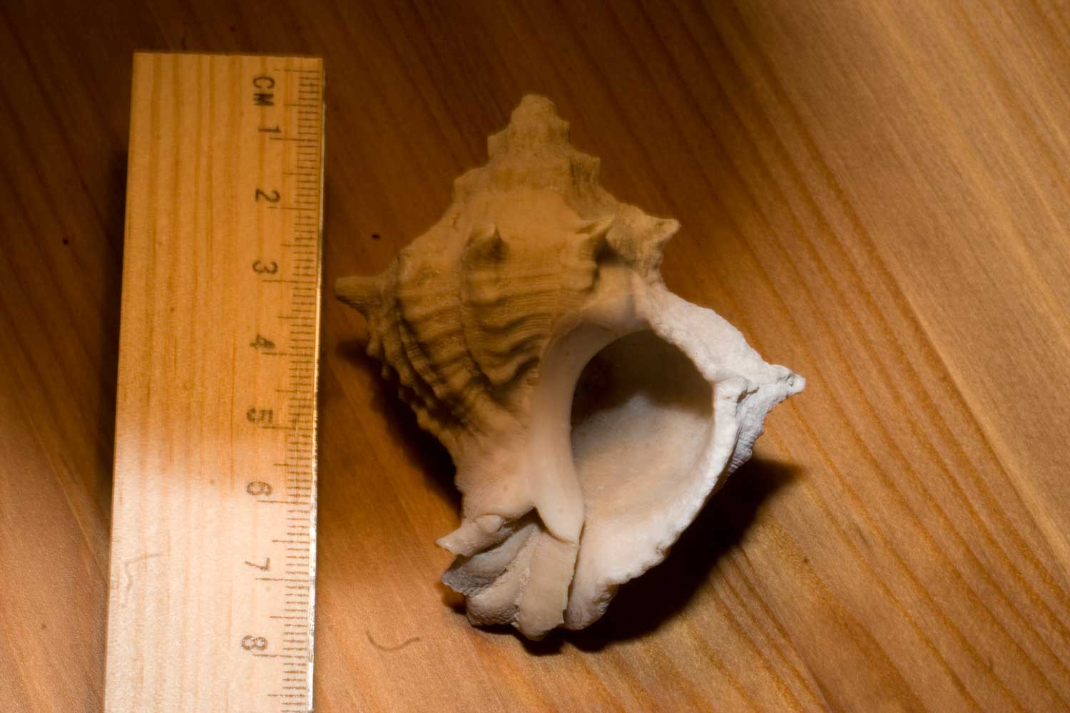 Fossili Tunisini 4
